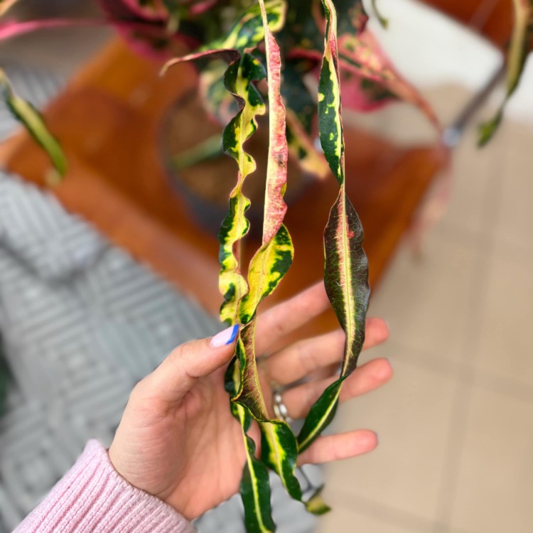 Croton Dreadlock kroton (3).jpg