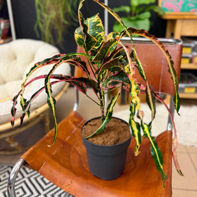 Croton Dreadlock kroton (4).jpg