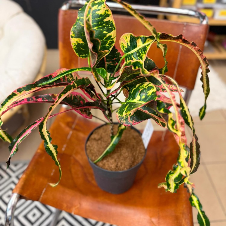 Croton Dreadlock kroton (1).jpg