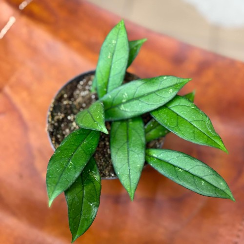 Hoja hoya crassipetiolata  (2).jpg