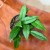 Hoja hoya crassipetiolata  (2).jpg