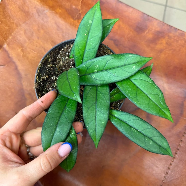 Hoja hoya crassipetiolata  (3).jpg