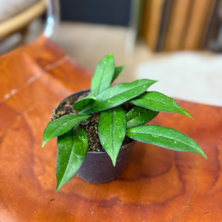 Hoja hoya crassipetiolata  (1).jpg