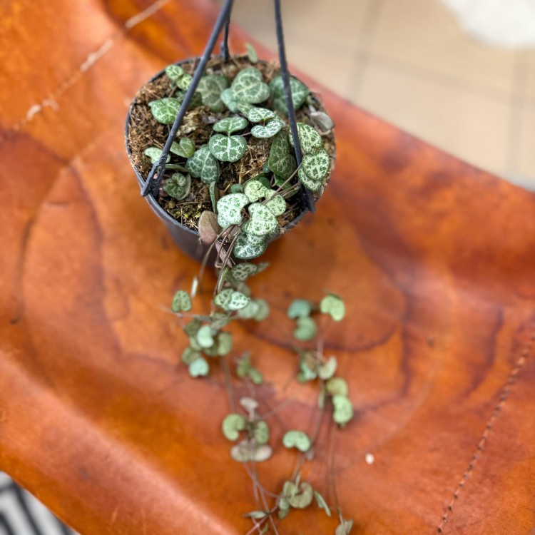 ceropegia woodie (8).jpg