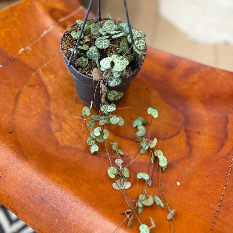 ceropegia woodie (9).jpg