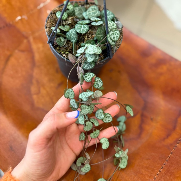 ceropegia woodie (10).jpg