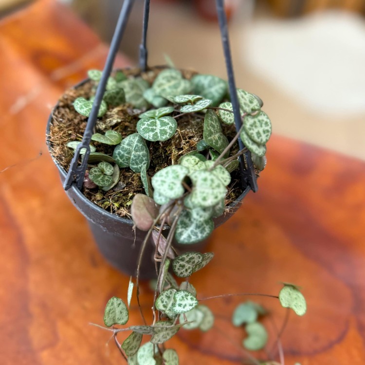 ceropegia woodie (7).jpg