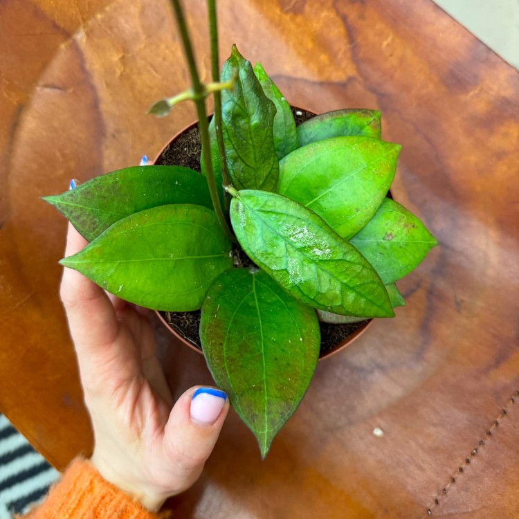 Hoya 'Tequila Sunrise'   (4).jpg