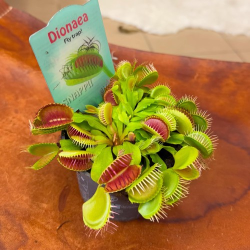 Dionaea muscipula. Carnivorous (3).jpg