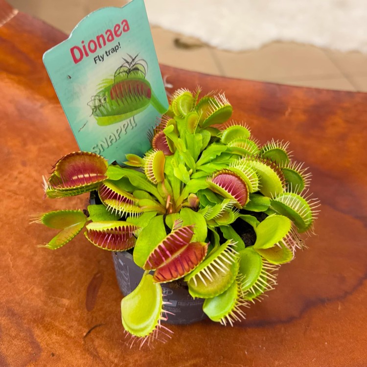Dionaea muscipula. Carnivorous (3).jpg