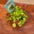 Dionaea muscipula. Carnivorous (1).jpg