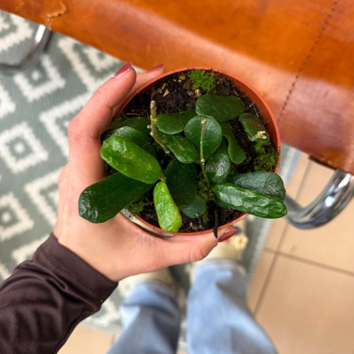 Hoya Rotundiflora (2).jpg
