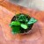 Hoya Rotundiflora (5).jpg