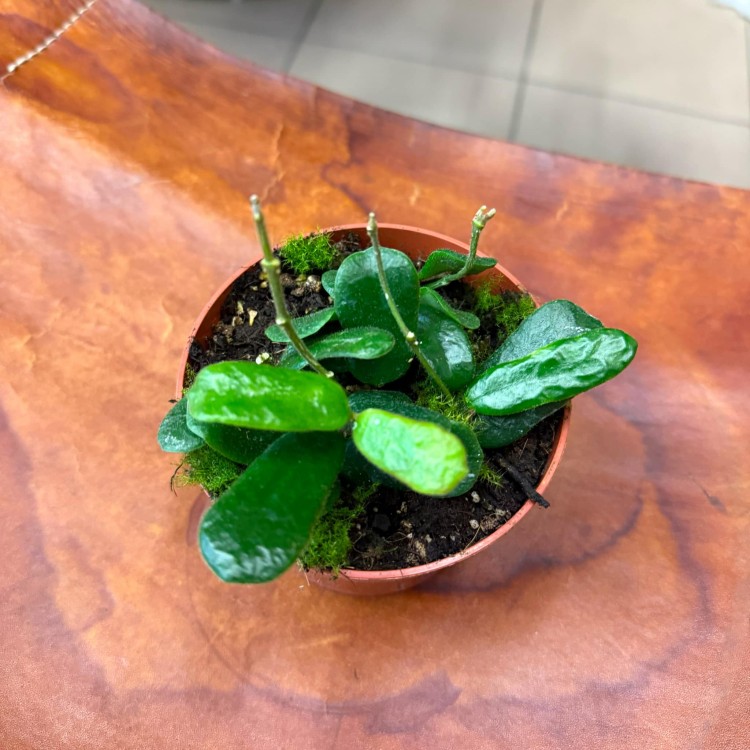 Hoya Rotundiflora (5).jpg
