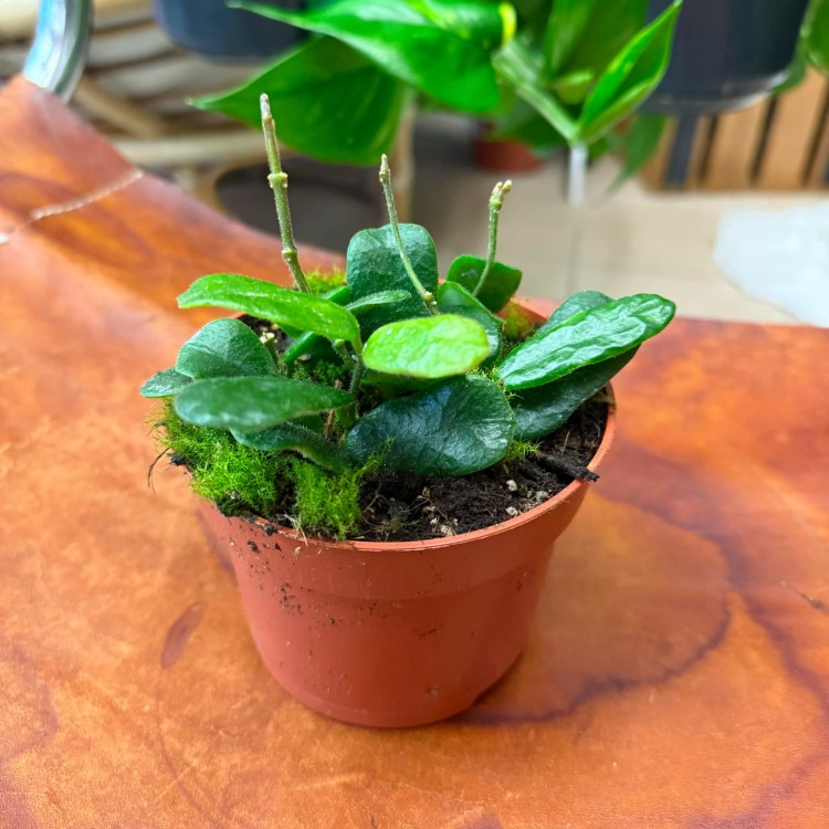 Hoya Rotundiflora (1).jpg
