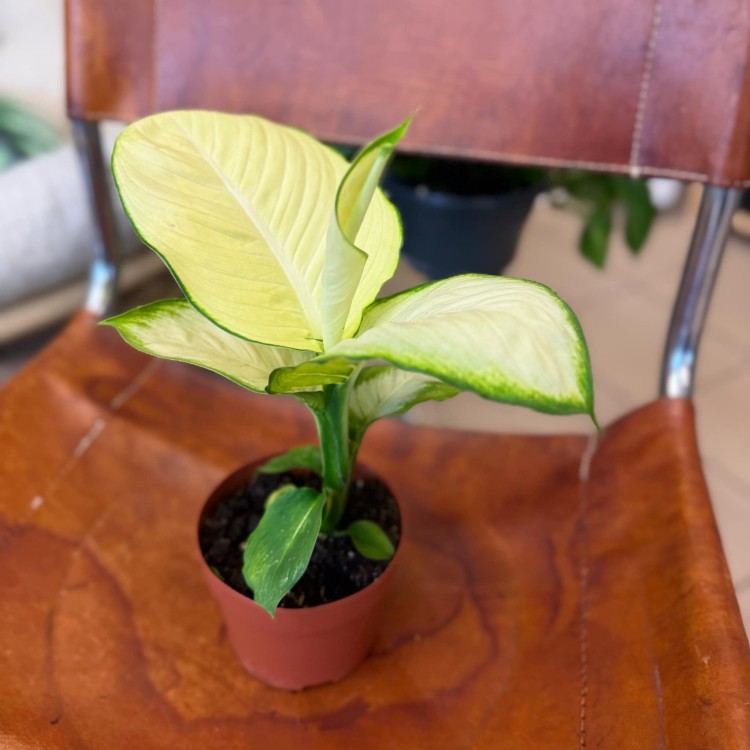 diffenbachia tropic marianne  (1).jpg