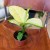 diffenbachia tropic marianne  (2).jpg