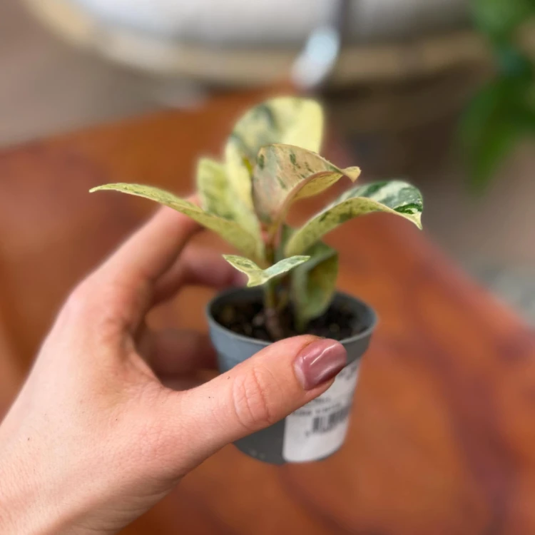 ficus moonshine (5).jpg