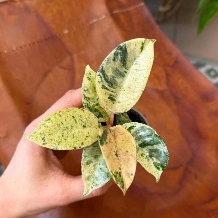 ficus moonshine (7).jpg