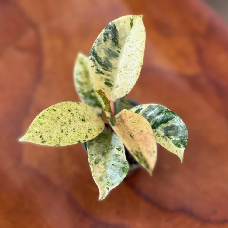 ficus moonshine (4).jpg