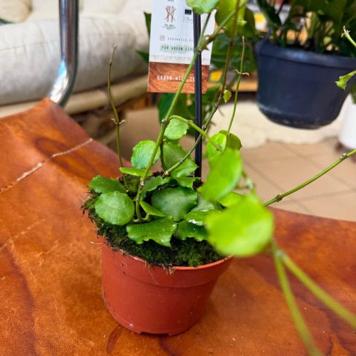 hoya endauensis (4).jpg