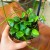 hoya endauensis (5).jpg