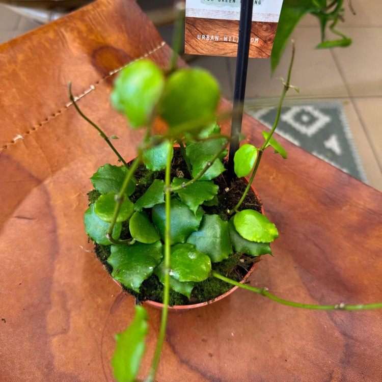 hoya endauensis (7).jpg