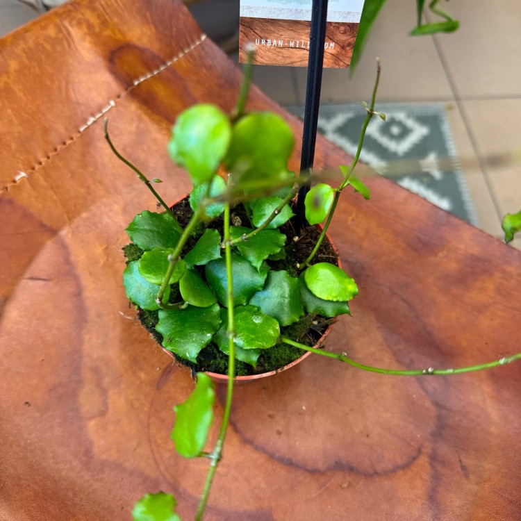 hoya endauensis (3).jpg