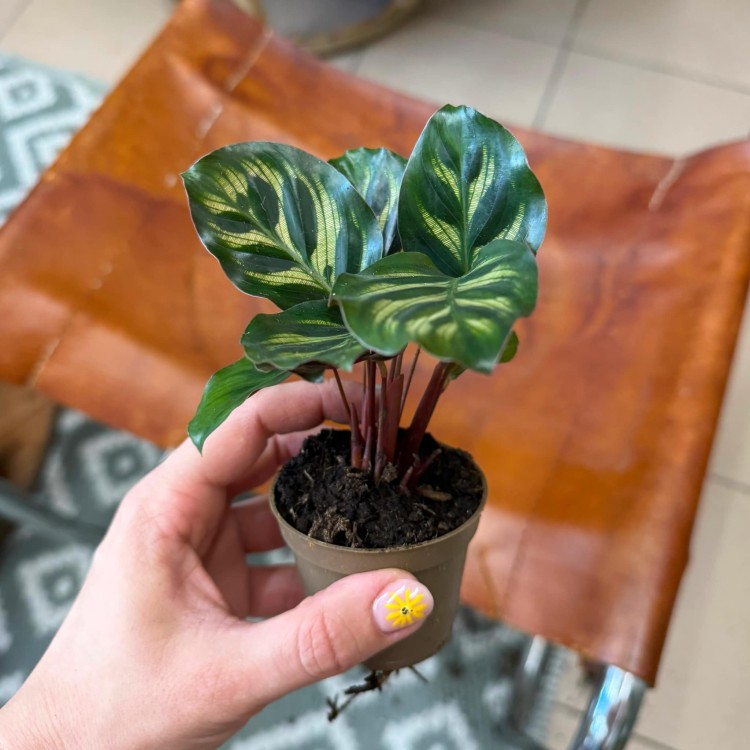 calathea makoyana (7).jpg
