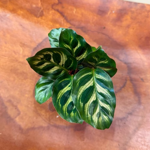 calathea makoyana (8).jpg