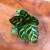 calathea makoyana (8).jpg