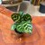 calathea makoyana (6).jpg
