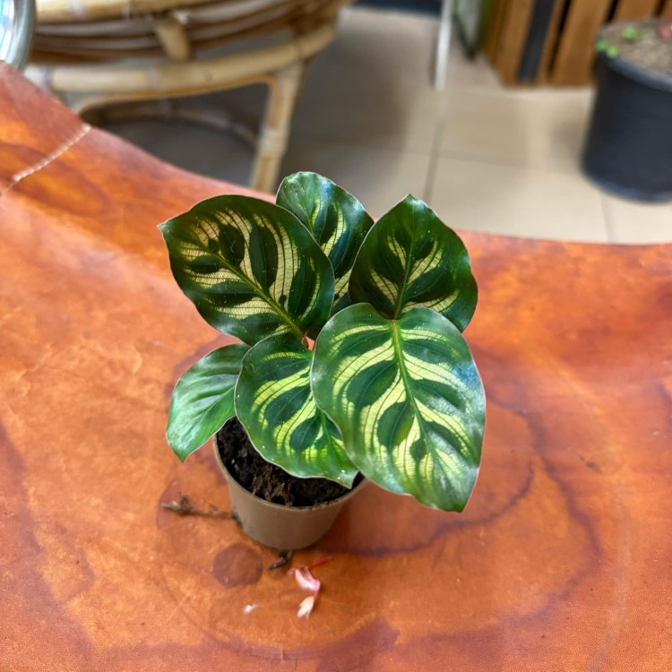 calathea makoyana (6).jpg