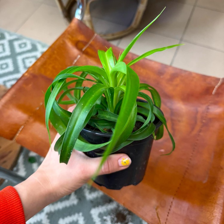 chlorophytum green bonnie zielistka kręcona  (1).jpg