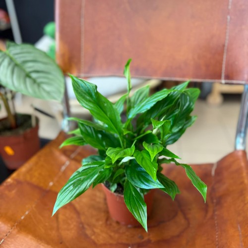 Spathiphyllum Bellini (2).jpg