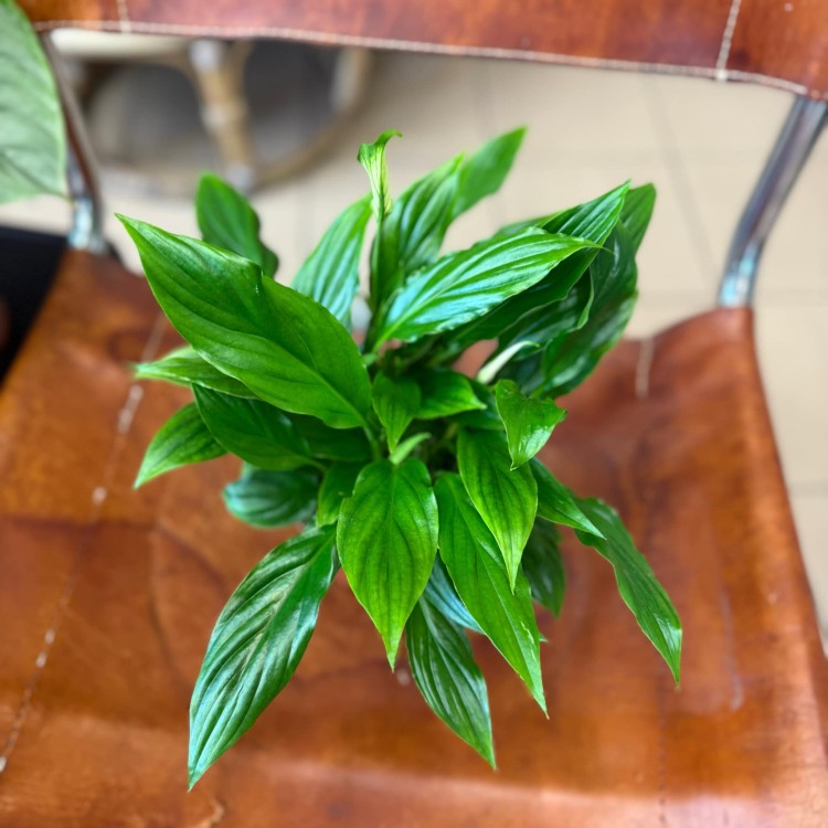 Spathiphyllum Bellini (3).jpg