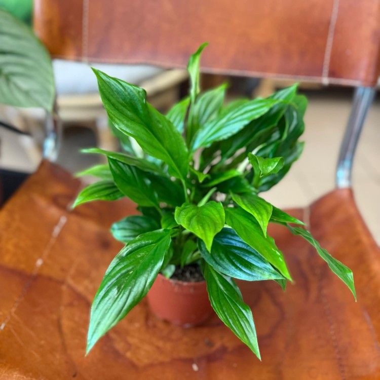 Spathiphyllum Bellini (1).jpg