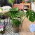 Monstera deliciosa (2).jpg