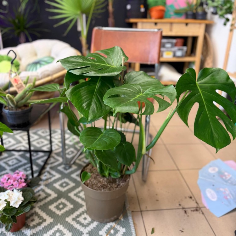 Monstera deliciosa (2).jpg