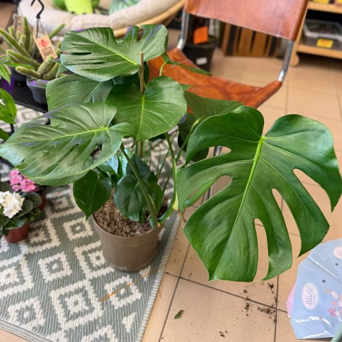Monstera deliciosa (4).jpg