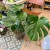 Monstera deliciosa (4).jpg