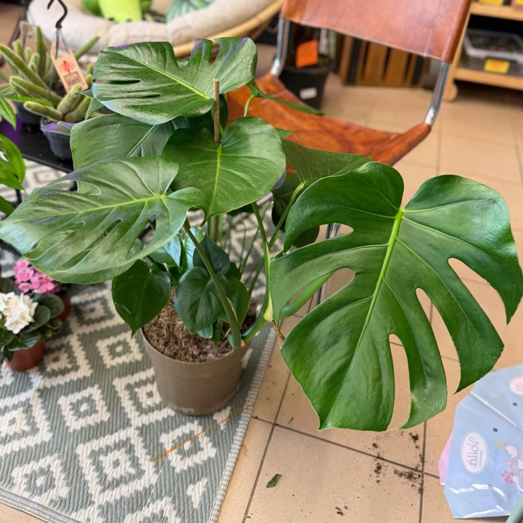 Monstera deliciosa (4).jpg