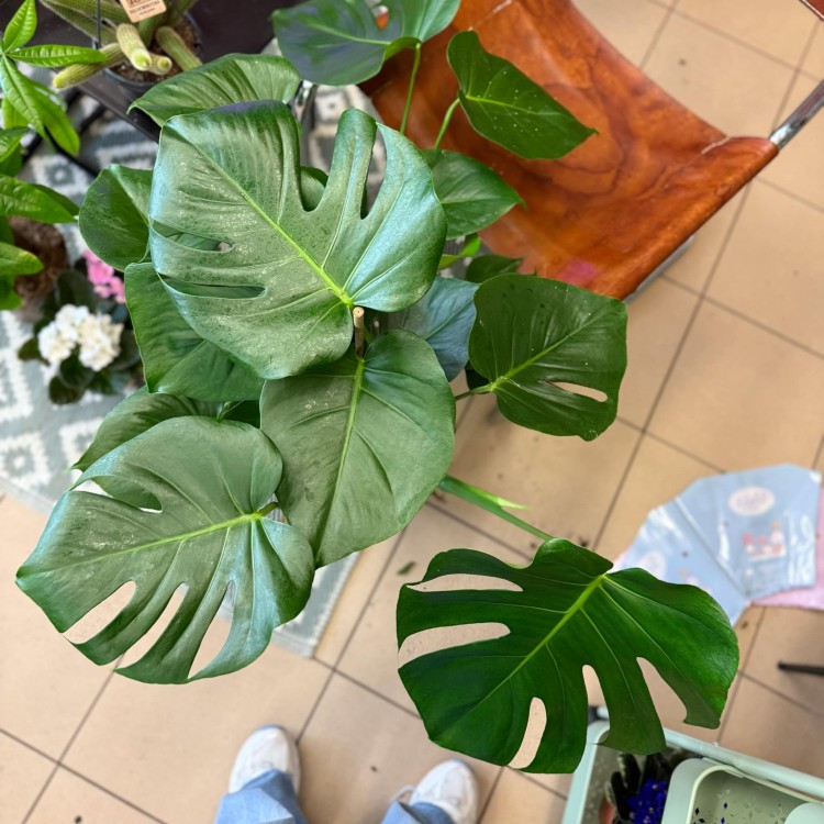Monstera deliciosa (1).jpg