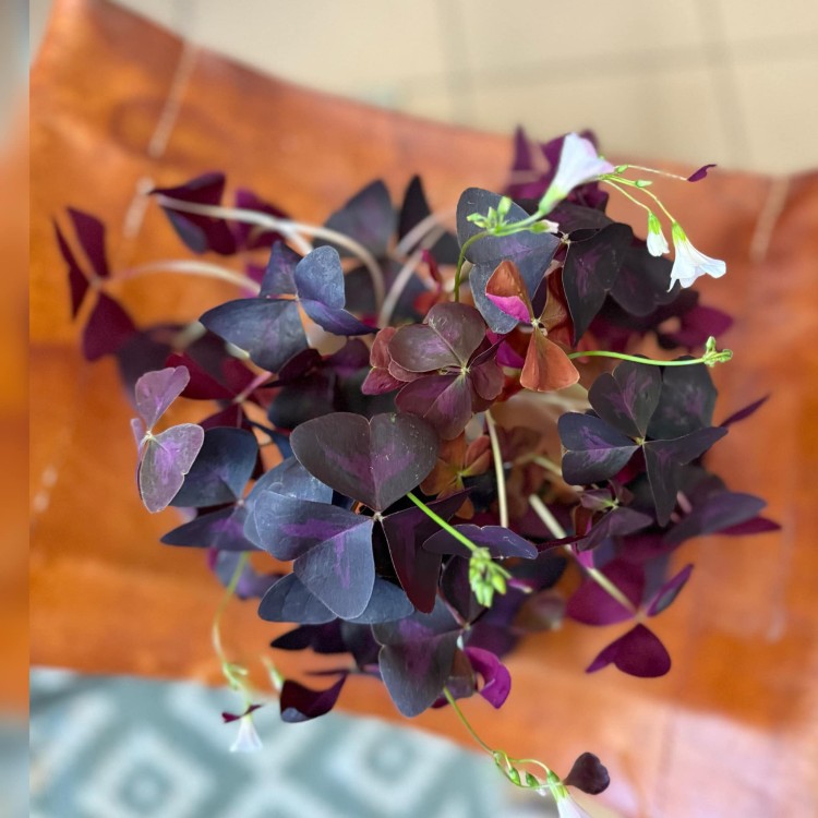 szczawik  oxalis triangularis  BORDOWY  DØ 12cm (2).jpg