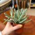Senecio pyramidatus (2).jpg