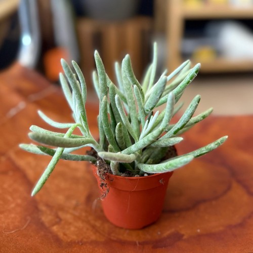 Senecio pyramidatus (3).jpg