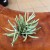 Senecio pyramidatus (4).jpg