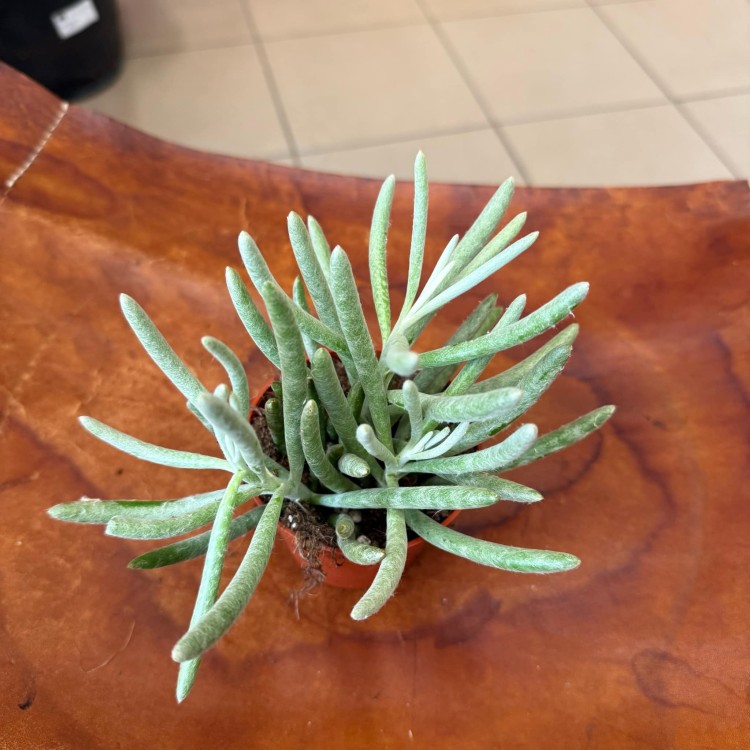 Senecio pyramidatus (4).jpg