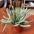 Senecio pyramidatus (1).jpg