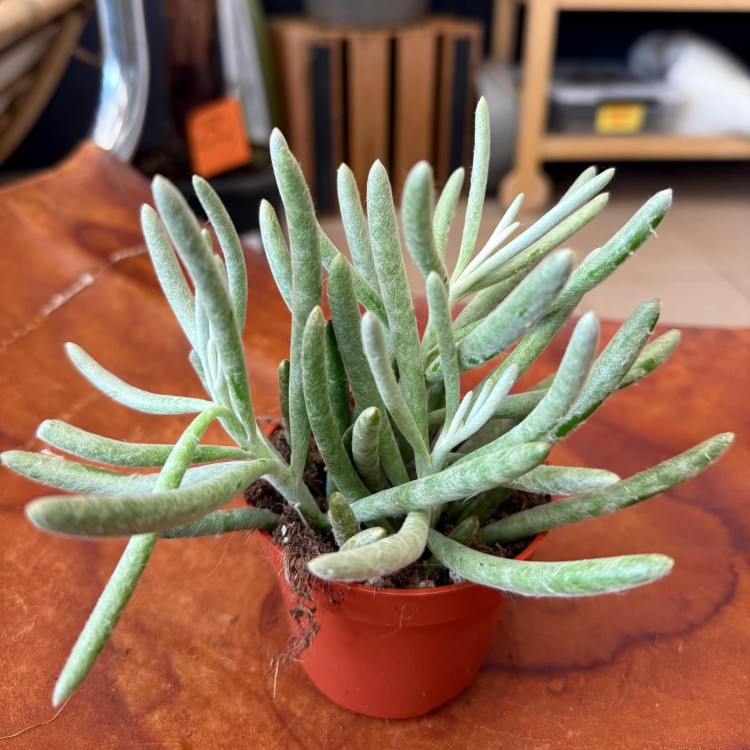 Senecio pyramidatus (1).jpg